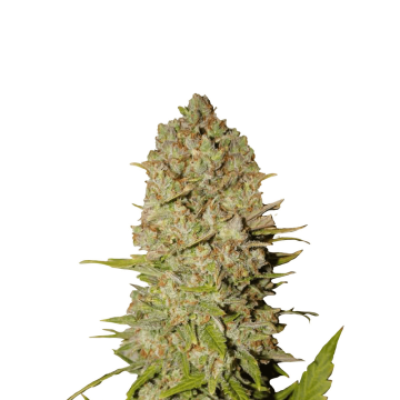 Pineapple Express cannabis flower very thick bud from Fast Buds