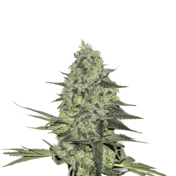 Rhino Ryder cannabis flower bud from Fast Buds