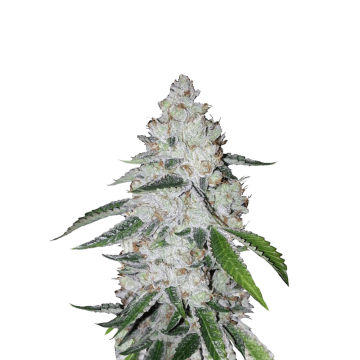 West Coast OG cannabis flower bud from Fast Buds