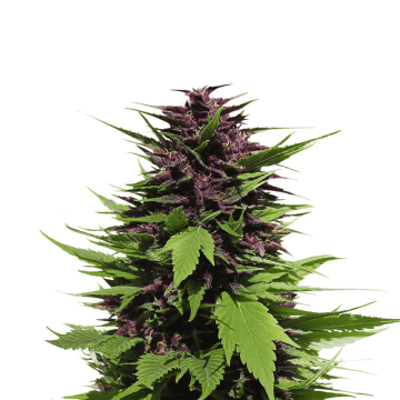 Frisian Duck cannabis folwer bud with purple shade