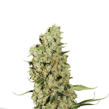 Dutch Passion Jorge's Diamonds 1 fem