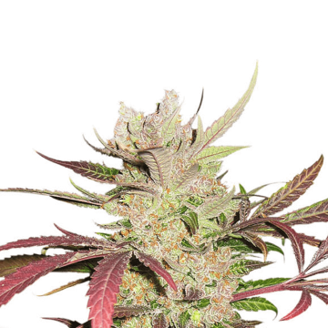 Dutch Passion Masterkush cannabis flower bud