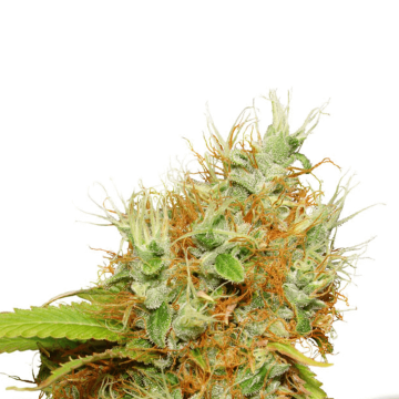 Dutch Passion Blue Mazar automatic cannabis flower bud