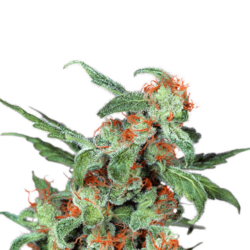 Orange Bud cannabis flower bud