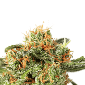 Orange Hill Special cannabis flower bud