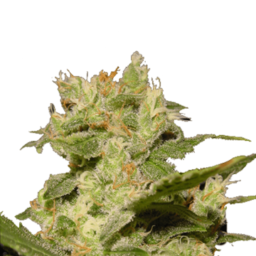 Auto JacK hemp flower bud