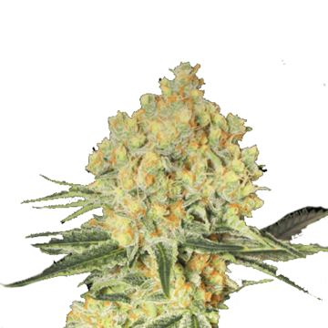 Wappa hemp flower bud