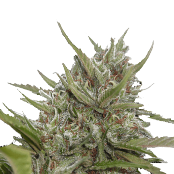 White Berry hemp flower bud