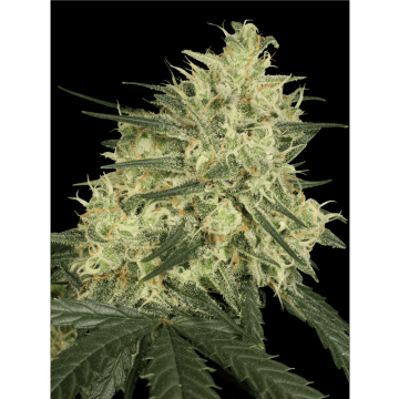 Atomical Haze hemp flower bud