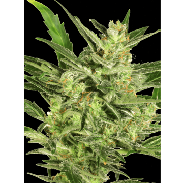 Automaria II hemp flower bud