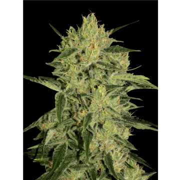 Nebula II CBD hemp flower thicker taller bud