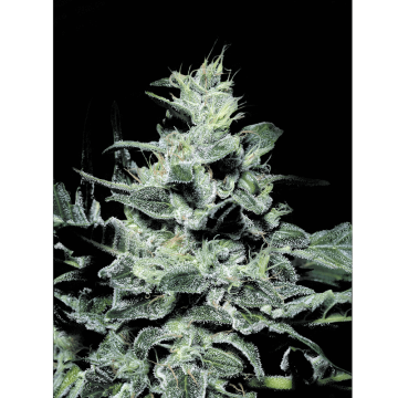 Nebula hemp flower thicker taller bud