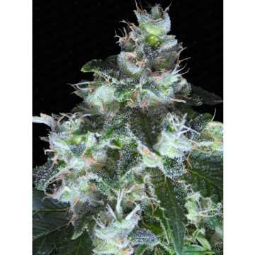 Original White Widow hemp flower bud