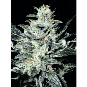 Sensi Star hemp flower bud