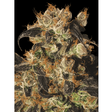 White Berry hemp flower bud