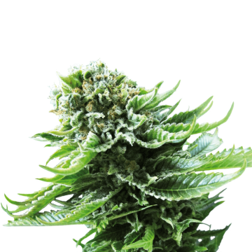 Northern Lights automatic hemp flower, thinner taller