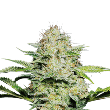 Sensi Skunk hemp flower bud