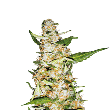 Skunk1 hemp flower bud