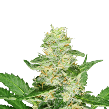 Super Skunk hemp flower bud