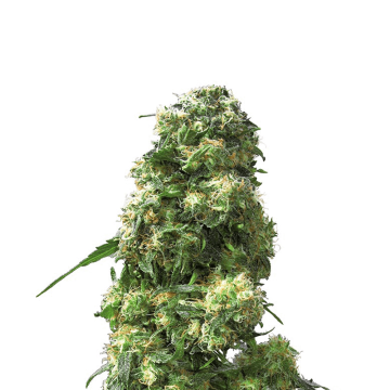 Early Skunk hemp flower thick bud less leafs