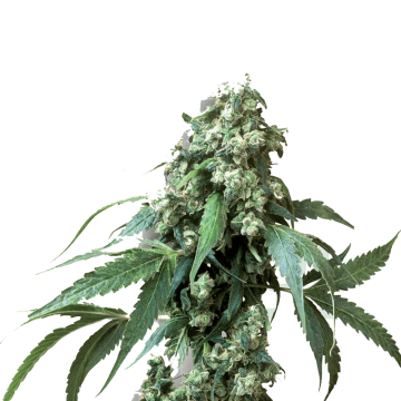 Jack Flash 5 hemp flower, thicker longer bud