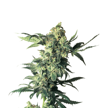 Northern Lights hemp flower, thinner taller bud with leafs