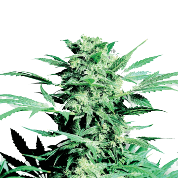 Shiva Skunk hemp flower bud