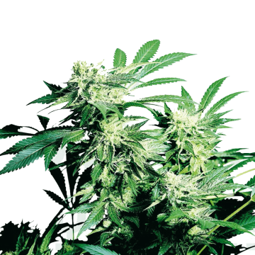 Skunk Kush hemp flower bud