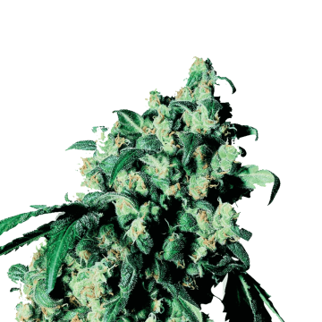 Super Skunk hemp flower bud