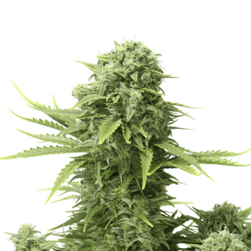 Dutch Passion StarRyder automatic cannabis flower bud