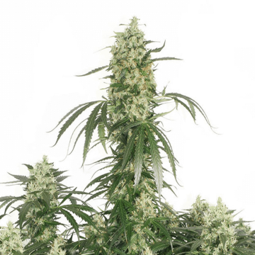The Ultimate cannabis flower bud