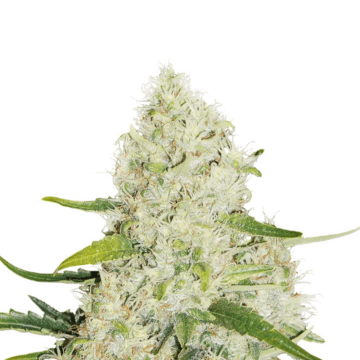 Dutch Passion Think Big automatic cannabis flower bud