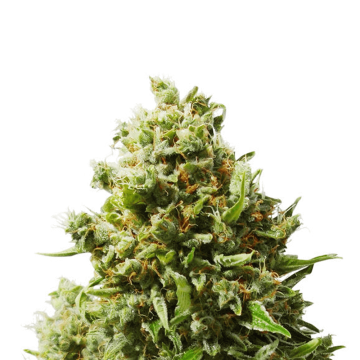 Dutch Passion Think Different automatic cannabis flower bud
