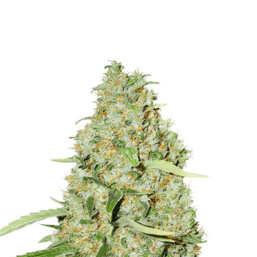 Think Fast cannabis flower bud