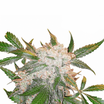 White Widow cannabis flower bud