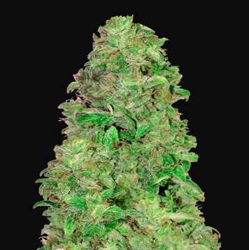 CBD 20:1 AUTO hemp flower very thick bud