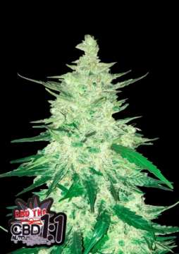 CBD Crack Auto hemp flower thicker bud with black background