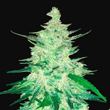 cannabis flower thicker bud with black background