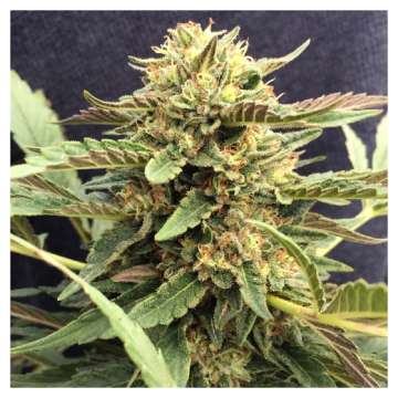 Felina CBD Hanfstecklinge