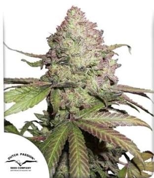 CBD Charlottes Angel hemp flower thick bud and dutch passion logo in the left lower corner