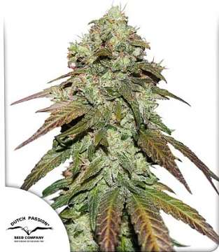 CBD Mazar hemp flower bud and dutch passion logo in the left lower corner