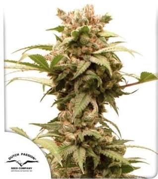CBG-Force cannabis flower plant and dutch passion logo in the left lower corner
