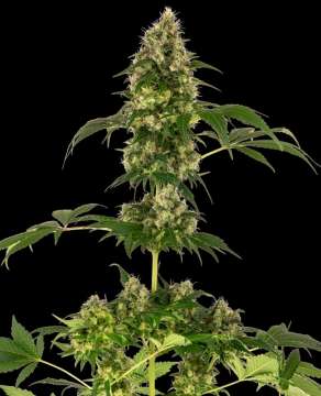 Cobalt Haze hemp flower, thicker bud with leafs