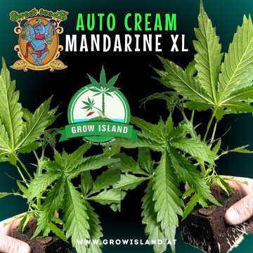 two hands holding two Cream Mandarine XL AUTO seedling with dark green background, green grow island logo in the middle, sweet seeds elephant logo in the left upper corner, seedling name text in the upper middle