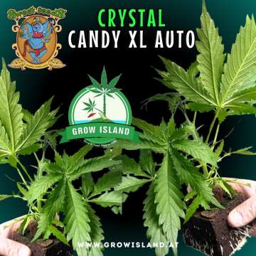 two hands holding two Crystal Candy XL AUTO seedling with dark green background, green grow island logo in the middle, sweet seeds elephant logo in the left upper corner, seedling name text in the upper middle