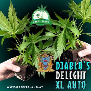 two hands holding two Diablos Delight XL Auto seedling with dark green background, green grow island logo in the upper middle, sweet seeds elephant logo in the right lower middle, seedling name text in the right lower corner