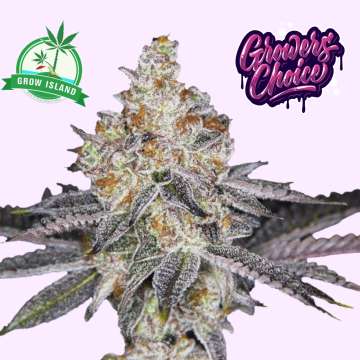 Banana Sherbet hemp flower bud