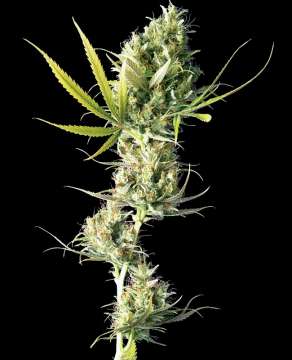 Durban hemp flower bud thick and tall, less leafs