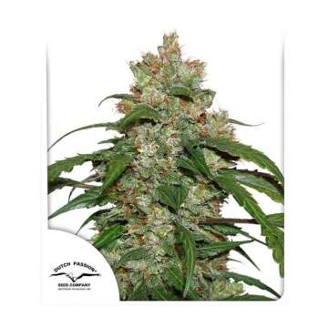 CBD Auto White Widow hemp flower bud with dutch passion logo in the left corner and white background