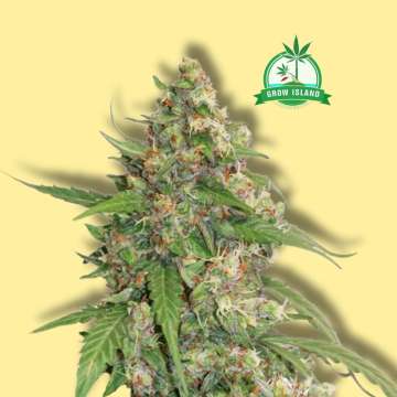 CBD Compassion Lime Auto cannabis flower bud from Dutch Passion with yellow background and green Grow Island logo in zhe right upper corner